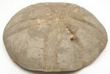 Jurassic Sea Urchin (Clypeus) Fossil - England #211376-1